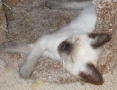 30montero