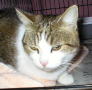 83mindy